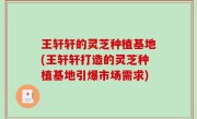 王轩轩的灵芝种植基地(王轩轩打造的灵芝种植基地引爆市场需求)