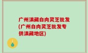 广州滇藏白肉灵芝批发(广州白肉灵芝批发专供滇藏地区)