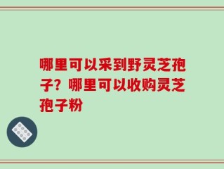 哪里可以采到野灵芝孢子？哪里可以收购灵芝孢子粉