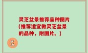 灵芝盆景推荐品种图片(推荐适宜做灵芝盆景的品种，附图片。)