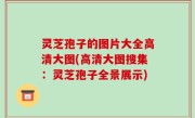 灵芝孢子的图片大全高清大图(高清大图搜集：灵芝孢子全景展示)
