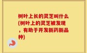 树叶上长的灵芝叫什么(树叶上的灵芝被发现，有助于开发新药新品种)