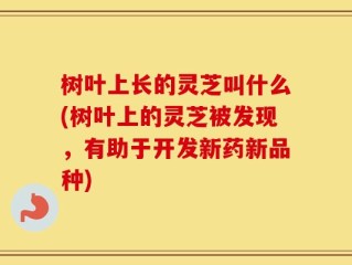树叶上长的灵芝叫什么(树叶上的灵芝被发现，有助于开发新药新品种)