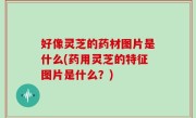 好像灵芝的药材图片是什么(药用灵芝的特征图片是什么？)