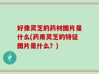 好像灵芝的药材图片是什么(药用灵芝的特征图片是什么？)