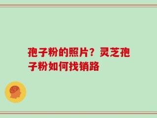 孢子粉的照片？灵芝孢子粉如何找销路