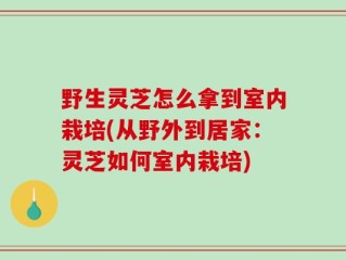 野生灵芝怎么拿到室内栽培(从野外到居家：灵芝如何室内栽培)