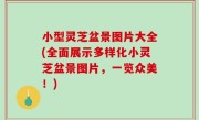 小型灵芝盆景图片大全(全面展示多样化小灵芝盆景图片，一览众美！)