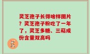 灵芝孢子长得啥样图片？灵芝孢子粉吃了一年了，灵芝多糖、三萜成份含量双高吗