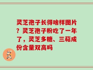 灵芝孢子长得啥样图片？灵芝孢子粉吃了一年了，灵芝多糖、三萜成份含量双高吗