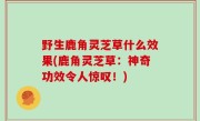 野生鹿角灵芝草什么效果(鹿角灵芝草：神奇功效令人惊叹！)