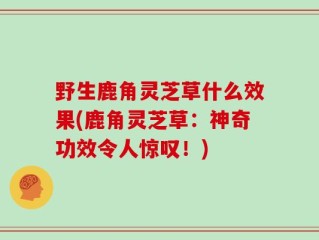 野生鹿角灵芝草什么效果(鹿角灵芝草：神奇功效令人惊叹！)