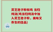 灵芝孢子粉和鸡 当归炖汤(鸡当归炖汤中加入灵芝孢子粉，美味又养生的佳品)