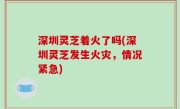 深圳灵芝着火了吗(深圳灵芝发生火灾，情况紧急)