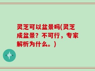 灵芝可以盆景吗(灵芝成盆景？不可行，专家解析为什么。)