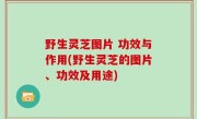 野生灵芝图片 功效与作用(野生灵芝的图片、功效及用途)