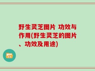 野生灵芝图片 功效与作用(野生灵芝的图片、功效及用途)