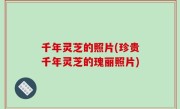 千年灵芝的照片(珍贵千年灵芝的瑰丽照片)