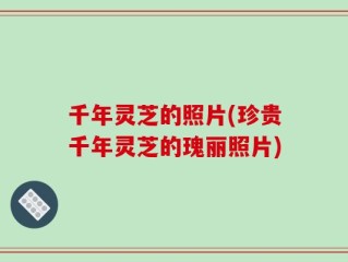 千年灵芝的照片(珍贵千年灵芝的瑰丽照片)