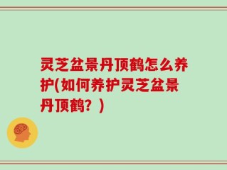 灵芝盆景丹顶鹤怎么养护(如何养护灵芝盆景丹顶鹤？)