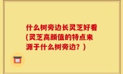 什么树旁边长灵芝好看(灵芝高颜值的特点来源于什么树旁边？)