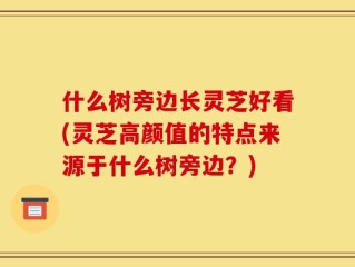 什么树旁边长灵芝好看(灵芝高颜值的特点来源于什么树旁边？)