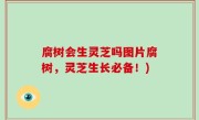 腐树会生灵芝吗图片腐树，灵芝生长必备！)