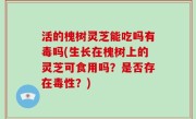 活的槐树灵芝能吃吗有毒吗(生长在槐树上的灵芝可食用吗？是否存在毒性？)