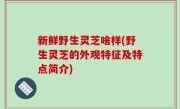 新鲜野生灵芝啥样(野生灵芝的外观特征及特点简介)