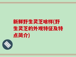 新鲜野生灵芝啥样(野生灵芝的外观特征及特点简介)