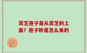 灵芝孢子是从灵芝的上面？孢子粉是怎么来的