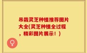吊栽灵芝种植推荐图片大全(灵芝种植全过程，精彩图片展示！)