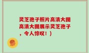 灵芝孢子照片高清大图高清大图展示灵芝孢子，令人惊叹！)