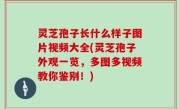 灵芝孢子长什么样子图片视频大全(灵芝孢子外观一览，多图多视频教你鉴别！)