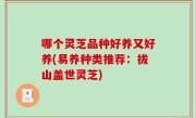 哪个灵芝品种好养又好养(易养种类推荐：拔山盖世灵芝)