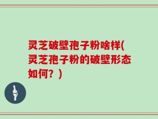 灵芝破壁孢子粉啥样(灵芝孢子粉的破壁形态如何？)