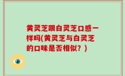 黄灵芝跟白灵芝口感一样吗(黄灵芝与白灵芝的口味是否相似？)