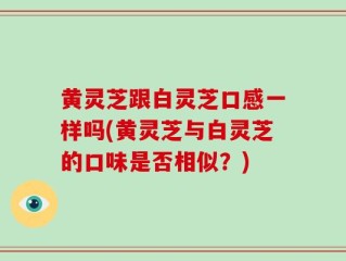黄灵芝跟白灵芝口感一样吗(黄灵芝与白灵芝的口味是否相似？)