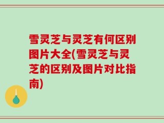 雪灵芝与灵芝有何区别图片大全(雪灵芝与灵芝的区别及图片对比指南)