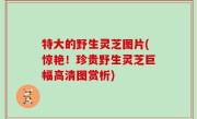 特大的野生灵芝图片(惊艳！珍贵野生灵芝巨幅高清图赏析)