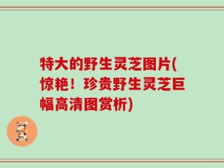 特大的野生灵芝图片(惊艳！珍贵野生灵芝巨幅高清图赏析)