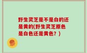 野生灵芝是不是白的还是黄的(野生灵芝原色是白色还是黄色？)