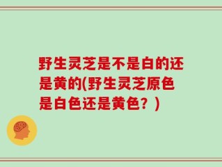 野生灵芝是不是白的还是黄的(野生灵芝原色是白色还是黄色？)