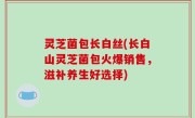 灵芝菌包长白丝(长白山灵芝菌包火爆销售，滋补养生好选择)