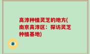 高淳种植灵芝的地方(南京高淳区：探访灵芝种植基地)