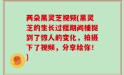 两朵黑灵芝视频(黑灵芝的生长过程期间捕捉到了惊人的变化，拍摄下了视频，分享给你！)