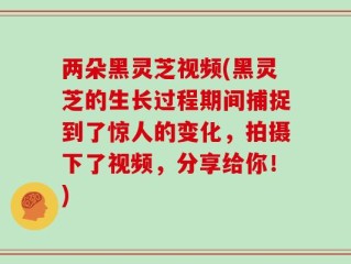两朵黑灵芝视频(黑灵芝的生长过程期间捕捉到了惊人的变化，拍摄下了视频，分享给你！)