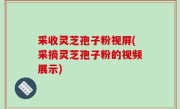 采收灵芝孢子粉视屏(采摘灵芝孢子粉的视频展示)