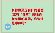 长得像灵芝有杆的菌类(素有“仙草”美称的长有柄的真菌，你知道是哪种吗？