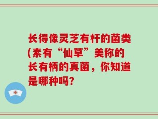 长得像灵芝有杆的菌类(素有“仙草”美称的长有柄的真菌，你知道是哪种吗？